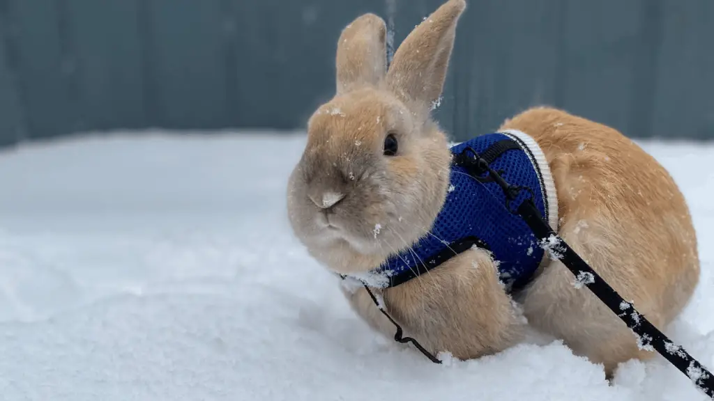 posso portare il coniglio sulla neve?