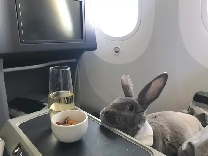 posso portare il coniglio in aereo