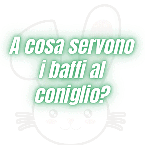 vibrisse del coniglio