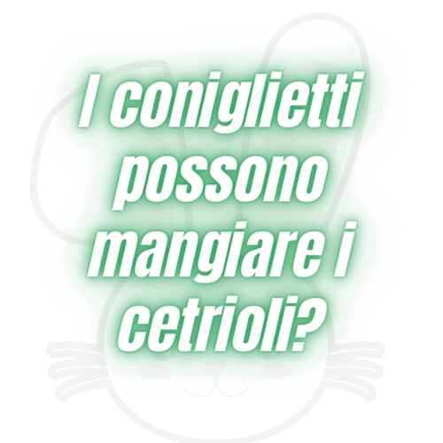 conigli nani e cetrioli