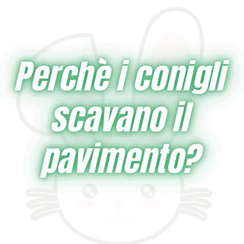 coniglietti che scavano in casa