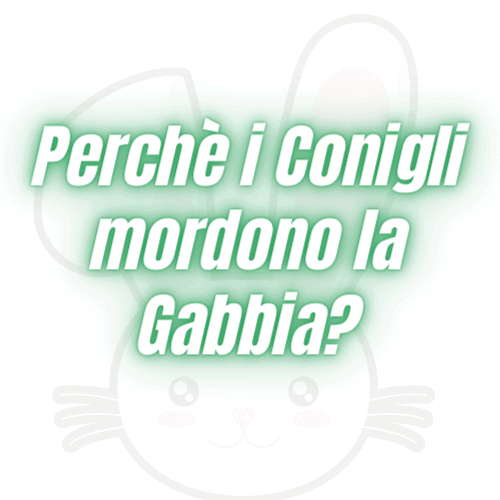 Perchè i conigli mordono la Gabbia?