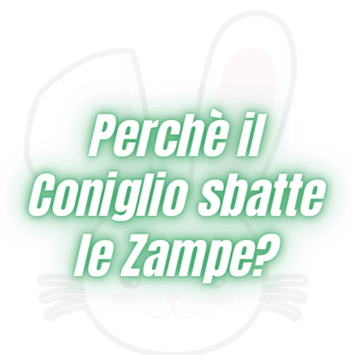 Perchè il Coniglio sbatte le Zampe?