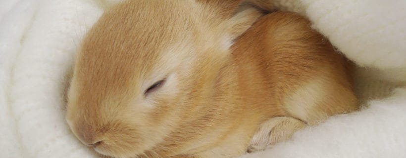 Di quanto sonno hanno bisogno i conigli da compagnia ?