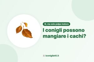 I conigli possono mangiare i cachi: illustrazione riassuntiva di I Coniglietti