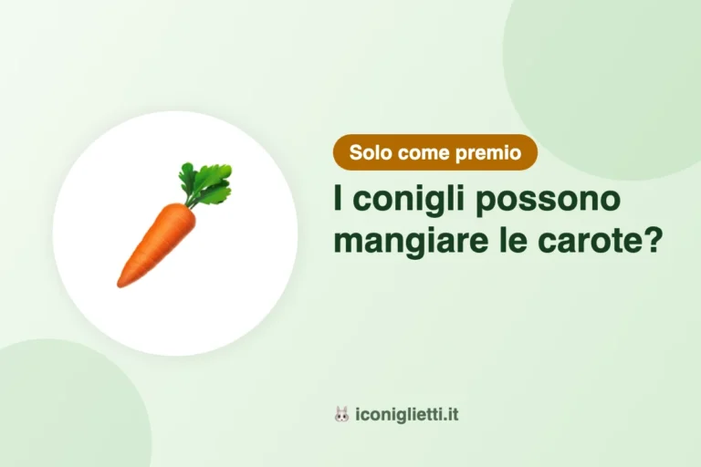 I conigli possono mangiare le carote: illustrazione riassuntiva di I Coniglietti