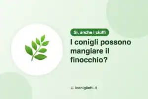 I conigli possono mangiare il finocchio: illustrazione riassuntiva di I Coniglietti