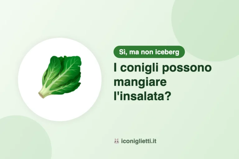 I conigli possono mangiare l'insalata: illustrazione riassuntiva di I Coniglietti