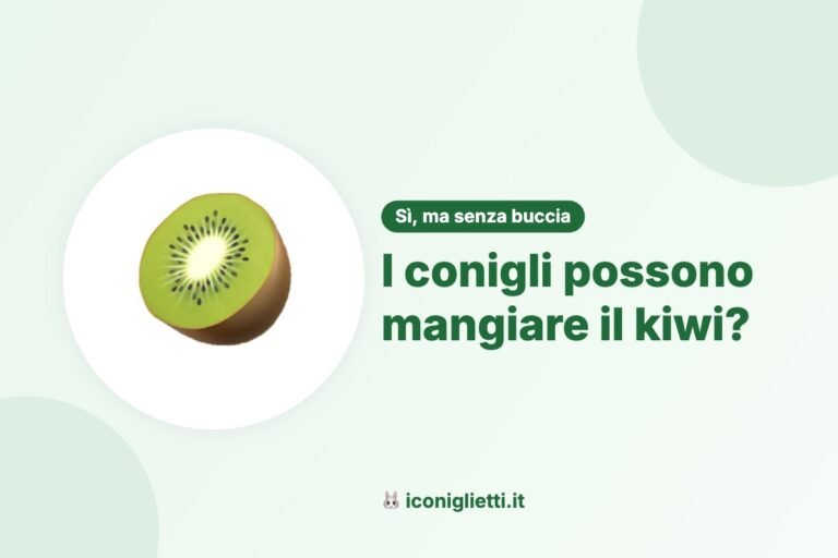 I conigli possono mangiare il kiwi: illustrazione riassuntiva di I Coniglietti