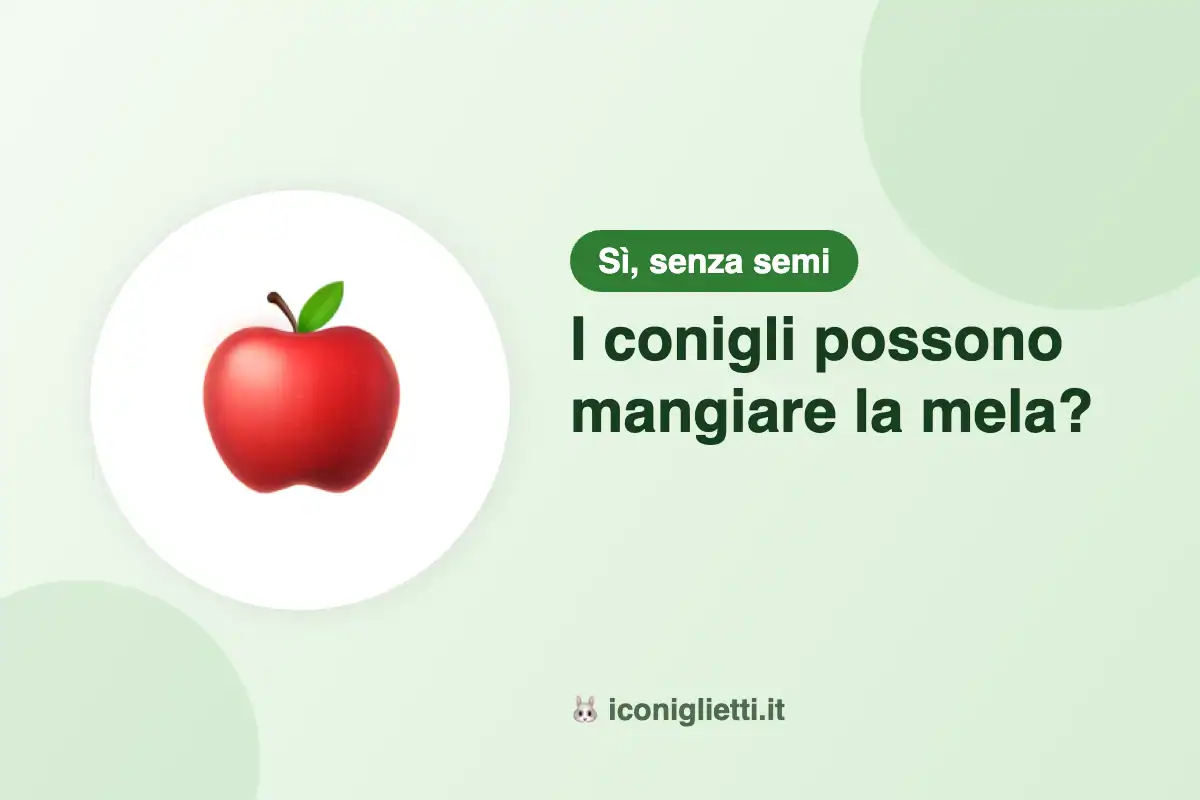 I conigli possono mangiare la mela: illustrazione riassuntiva di I Coniglietti