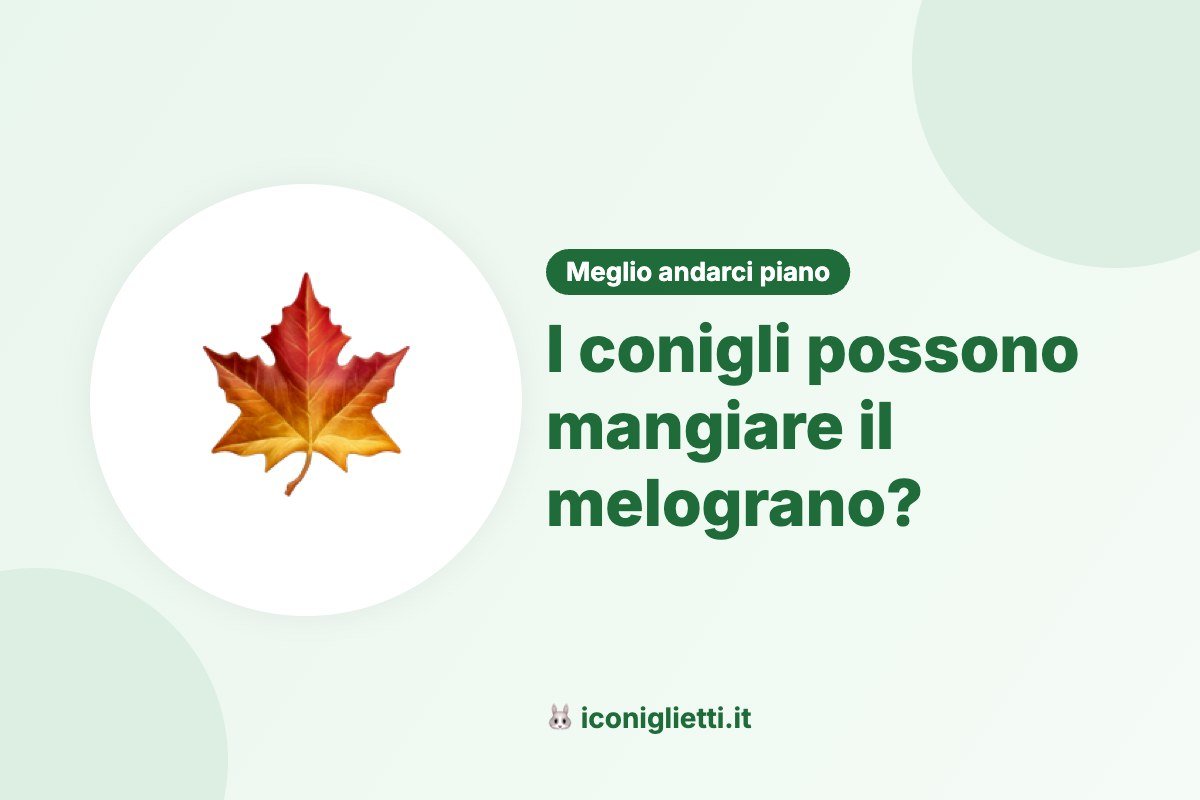 I conigli possono mangiare il melograno: illustrazione riassuntiva di I Coniglietti
